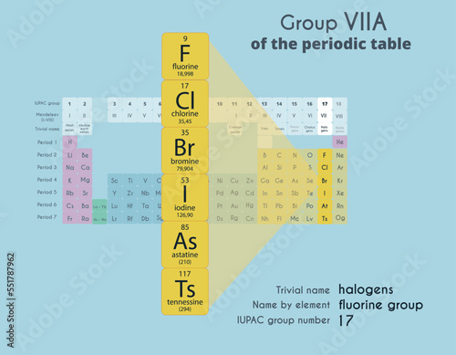 Halogens. Group 17 (6A) of the Periodic Table of Elements. Fluorine, chlorine, iodine, astatine, tennessine. Chemistry study poster. Vector