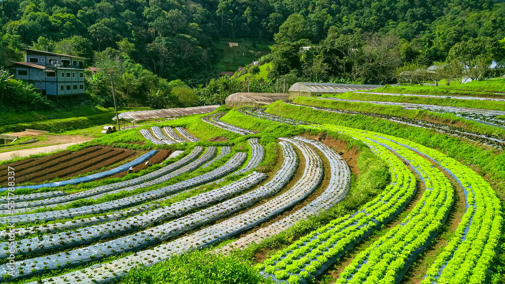 View of lettuce vegetables field in organic farm on hillside at northern of Thailand