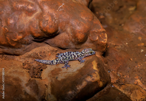A gray  lizard with a black dot sits on a rock in the Salamander Cave in northern Israel