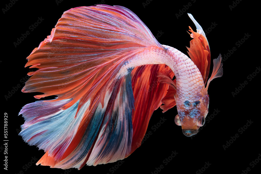 Beautiful movement of red white betta fish, Siamese fighting fish, Betta splendens isolated on black background. Studio shot. Beautiful movement of red white betta fish, Siamese fighting fish, Betta splendens isolated on black background. Studio shot.