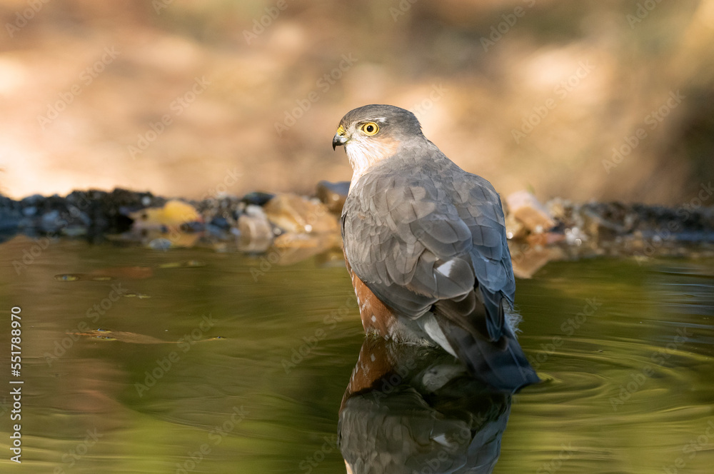 Adult male Eurasian sparrowhawk bathing in a natural water point in an oak and pine forest with autumn lights Adult male Eurasian sparrowhawk bathing in a natural water point in an oak and pine forest with autumn lights