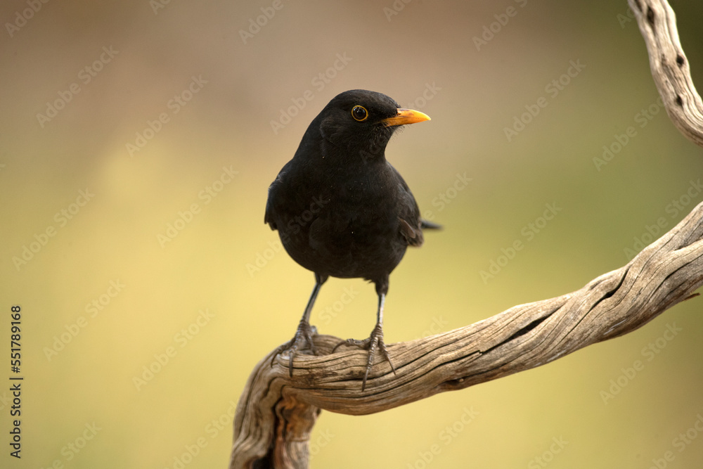 Fototapeta premium Common blackbird on a perch within an oak and pine forest with the last light of an autumn day