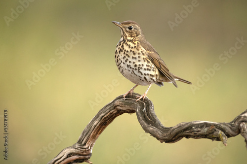 Song thrush on a perch within an oak and pine forest at first light on a cold late autumn day photo