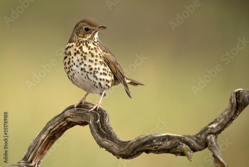 Song thrush on a branch within an oak and pine forest with the last light of an autumn day photo