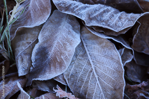 Frost on fallen leaves. Background from autumn leaves.