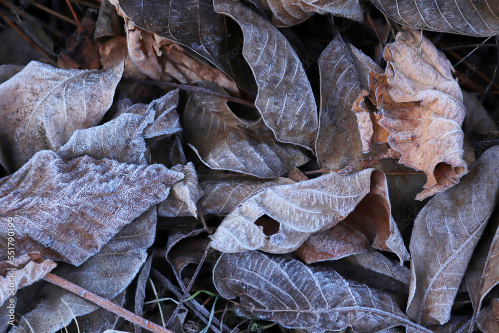 Frost on fallen leaves.  Background from autumn leaves.