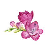 Magenta colored freesia flower with buds. Watercolor illustration. Hand drawn spring garden single blossom. Beautiful magenta freesia flower element. Botanical illustration