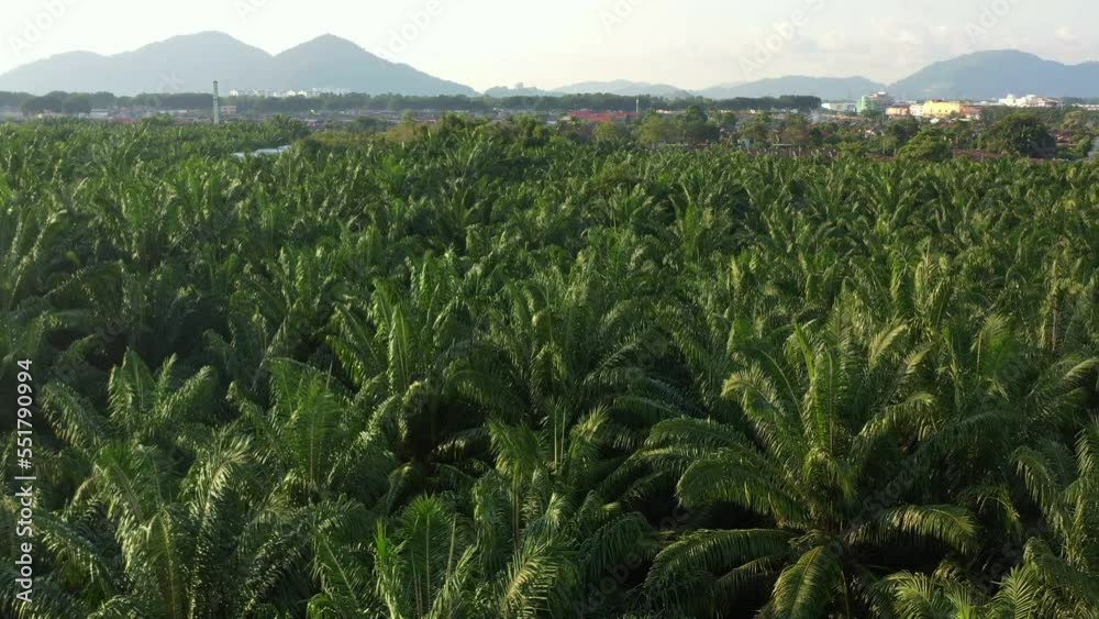 Low level aerial tracking shot across hectares of palm trees, farmlands of tropical plantations with mountain landscape in the background, primary source of economy, economic dependence. Low level aerial tracking shot across hectares of palm trees, farmlands of tropical plantations with mountain landscape in the background, primary source of economy, economic dependence.