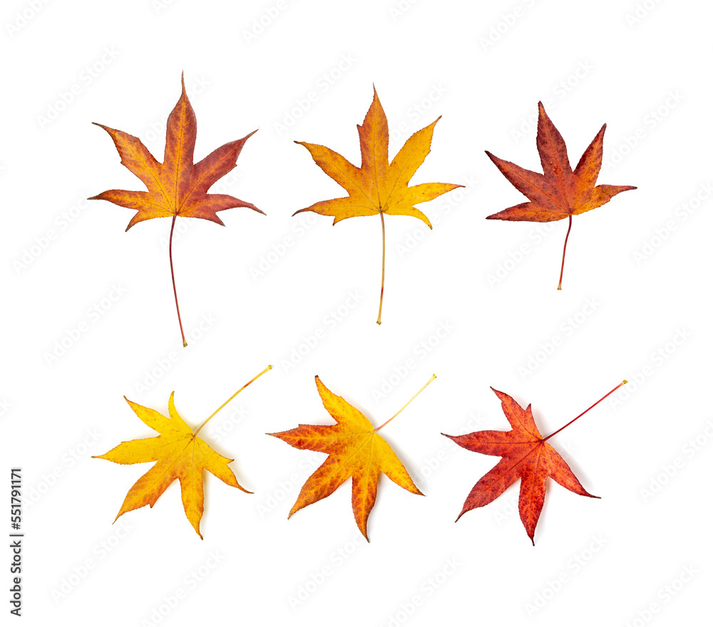 Autumn Leaf Isolated, Colored Autumn Tree Leaves, Red Orange Foliage, Yellow Fall Leaf Autumn Leaf Isolated, Colored Autumn Tree Leaves, Red Orange Foliage, Yellow Fall Leaf