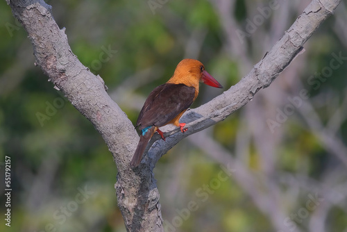 Brown-winged Kingfisher © Kunal