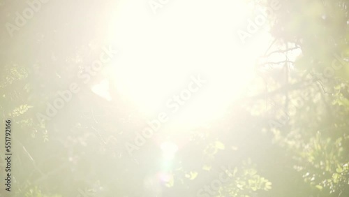 Tilting shot of small branches with leaves with the sun peaking through