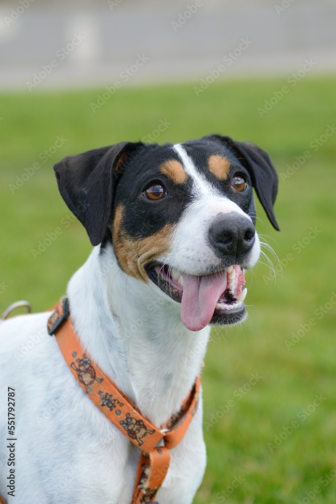 Retrato de un perro sacando la lengua Retrato de un perro sacando la lengua