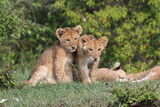 Three cute baby lions on a small hill. Two looking at the camera with curiosity