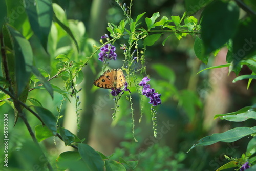 Monarch, Danaus plexippus, butterfly in nature habitat. Nice insect from Mexico. Butterfly in the green forest. photo