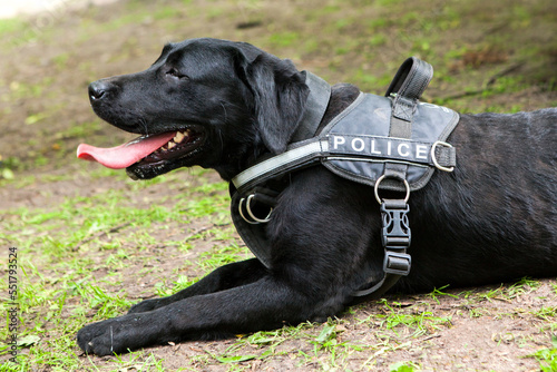 Police dog (officer) handler who searching and locating suspects or evidence that can be linked to a specific crime scene