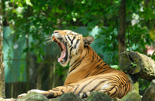 A picture with noise effect of yawning Malayan Tiger during day time.