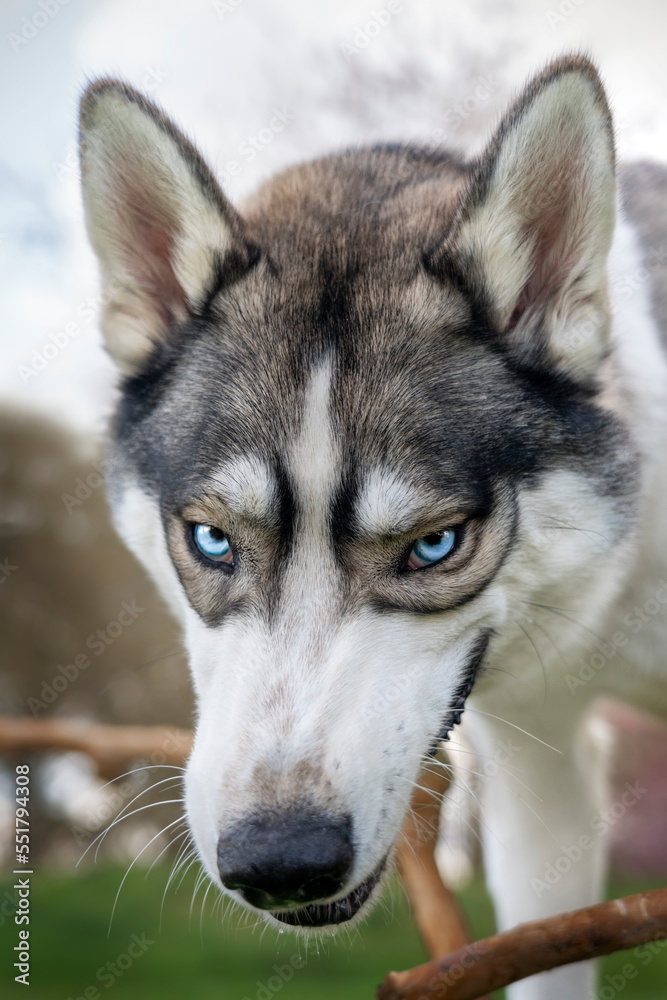 Siberian Husky headshot with blue eyes and a stick looking like a wolf