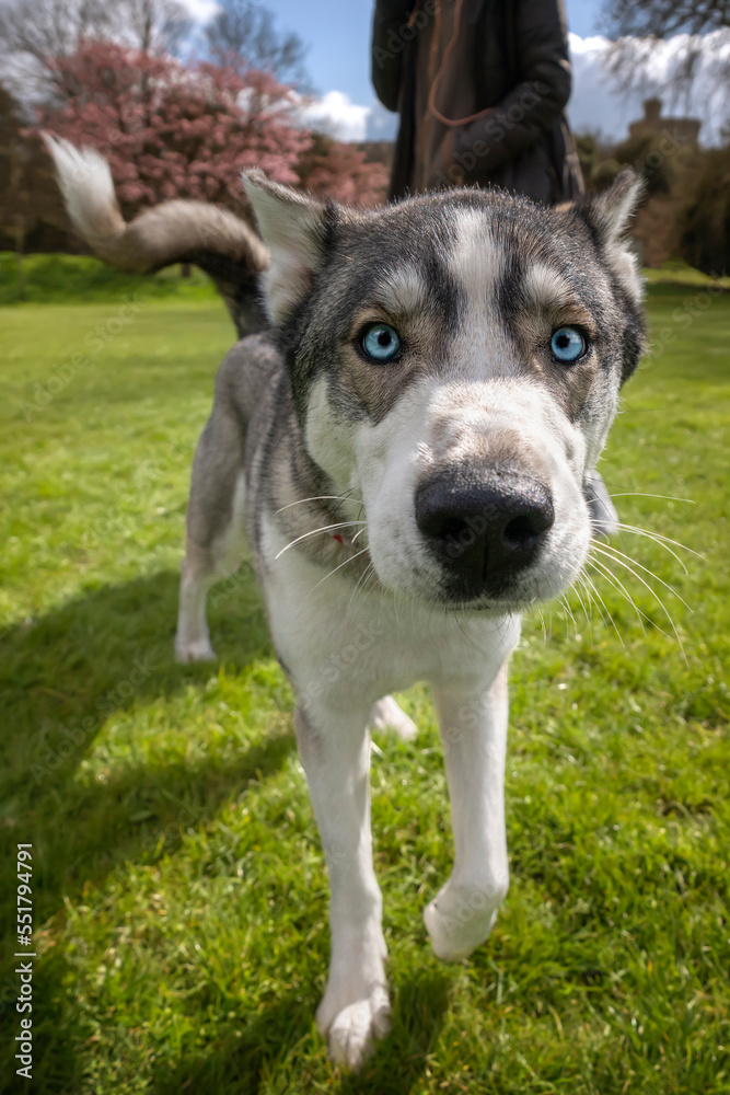 Siberian Husky with blue eyes very curious close to the camera Siberian Husky with blue eyes very curious close to the camera