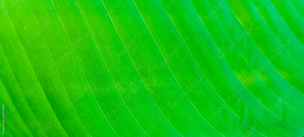Green texture of palm leaf. Space for your text. Fresh Green Banana Leaf. Texture background of backlit green palm leaf. Green texture of palm leaf. Space for your text. Fresh Green Banana Leaf. Texture background of backlit green palm leaf.