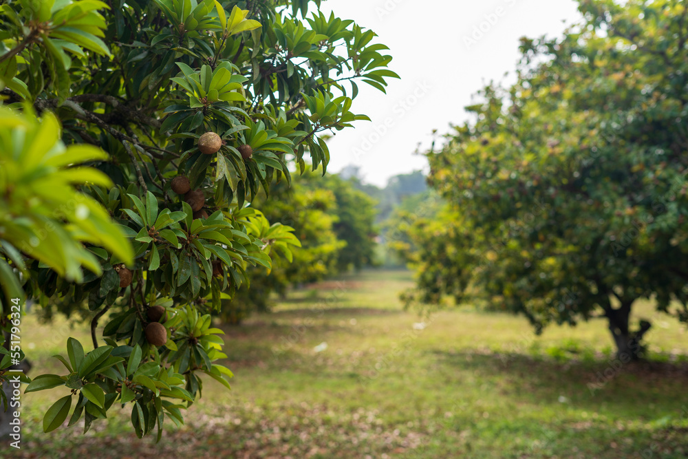 sapota fruit trees farm or plantation. sapota fruit trees farm or plantation.