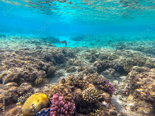 Fototapeta Naklejka Na Ścianę i Meble -  Red squid with big eyes at coral reef..