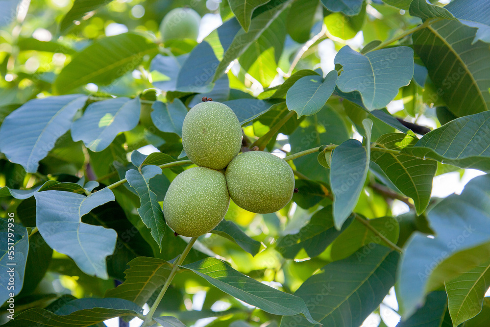 Walnut tree with fruit close up photo. Several walnuts on branch. Walnut tree with fruit close up photo. Several walnuts on branch.