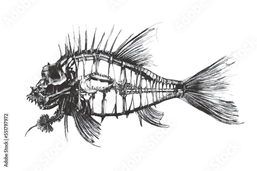 Fish skeleton. Fantastic Se...