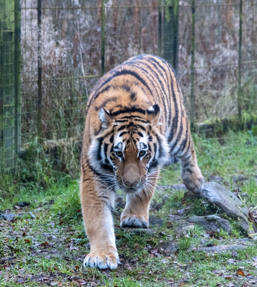 tiger in the zoo tiger in the zoo