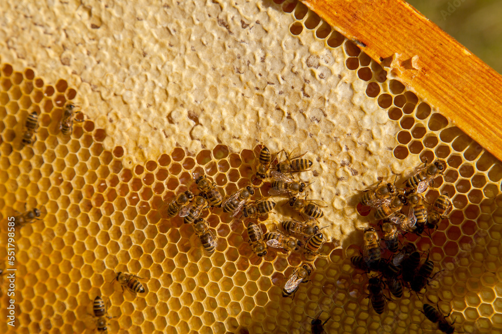 Working bees on the yellow honeycomb with sweet honey.. Working bees on the yellow honeycomb with sweet honey..