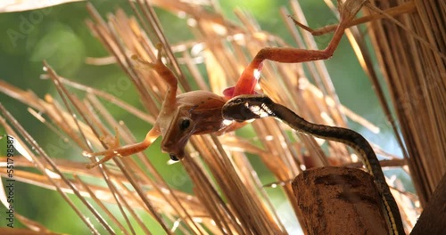 Wild nature. Ecosystem concept,A snake eats a frog, a snake tries to catch a frog	 photo