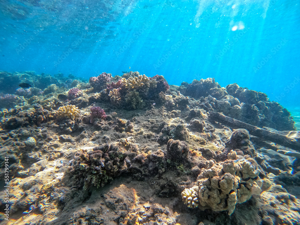 Obraz premium Underwater life of reef with corals and tropical fish. Coral Reef at the Red Sea, Egypt.