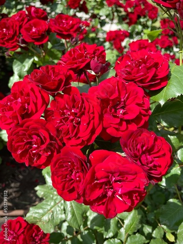 bright red blooming rose buds on a photo of green leaves. flower bed with a rose bush. close-up top view.