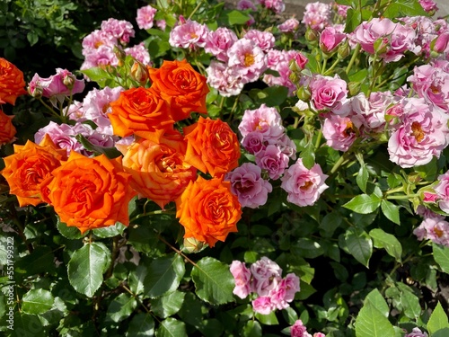 close-up of fresh blooming roses in the garden. sunny summer day. growing flowering shrubs.