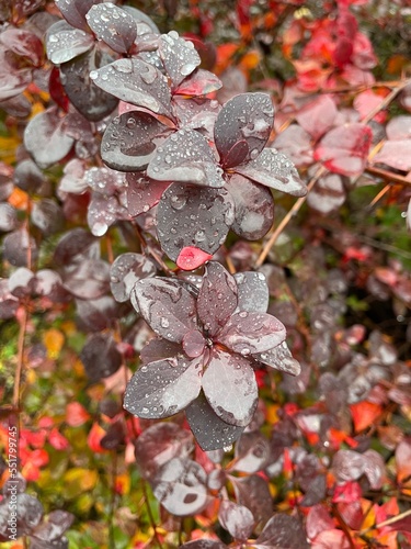 large vertical photo. raindrops close-up on autumn purple leaves. beautiful trees for decorating the yard.