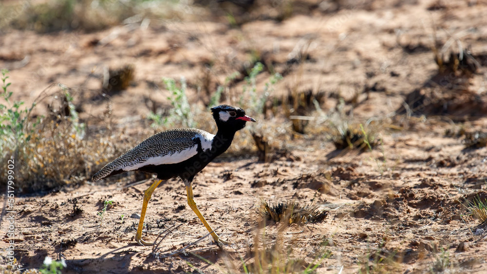 Northern Black Korhaan ( Afrotis afraoides) Kgalagadi Transfrontier Park, South Africa Northern Black Korhaan ( Afrotis afraoides) Kgalagadi Transfrontier Park, South Africa