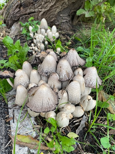 large vertical photo. autumn time. inedible mushrooms on the tree. a group of toadstools. beautiful porcini mushrooms in the middle of the foliage. eco. bio.