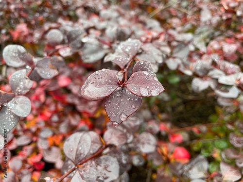 large horizontal photo. rainy autumn day. close-up on wet red leaves. the outside. fresh moist air. close-up.
