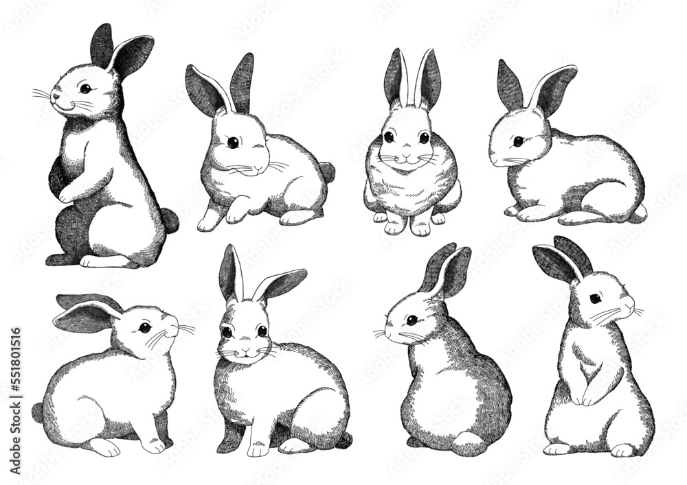 Rabbit hand drawn illustration