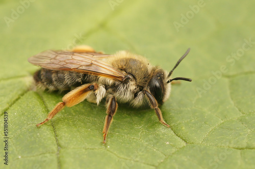 Closeup of the colorful female of the Grey-gastered mining bee, Andrena tibialis on a green leaf © Henk