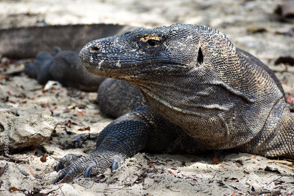 Komodo Dragon, largest lizard in the world, portrait head, Indonesia Island, Rinca, wildlife close up in Indonesia Komodo Dragon, largest lizard in the world, portrait head, Indonesia Island, Rinca, wildlife close up in Indonesia