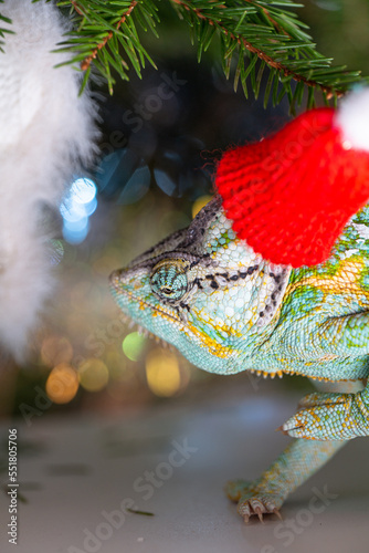Obraz na płótnie colorful funny chameleon in Christmas red Santa hat. w salonie