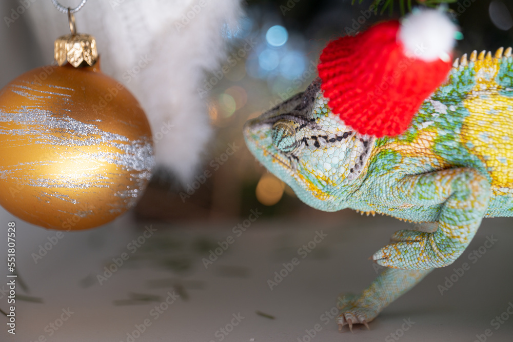 colorful funny chameleon in Christmas red Santa hat.