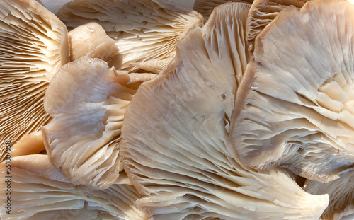 Oyster mushroom or pleurotus ostreatus tray