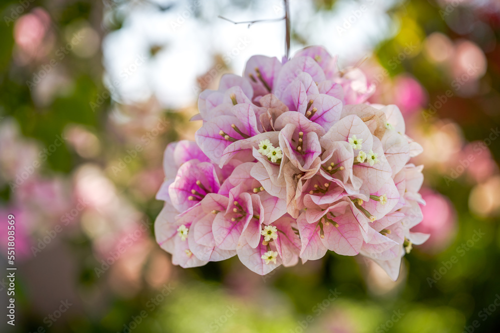 Close-up of beautiful blooming Bougainvillea bougainvillea flowers in the garden Close-up of beautiful blooming Bougainvillea bougainvillea flowers in the garden