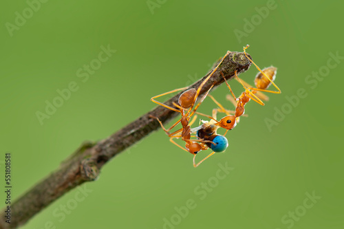 Red Ant prey on leaf © Dwi