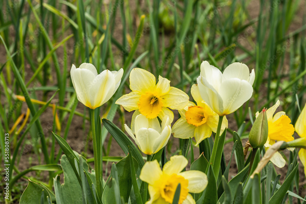 Young blooming white tulips and narcissus in the garden. Growing plants, gardening concept Young blooming white tulips and narcissus in the garden. Growing plants, gardening concept