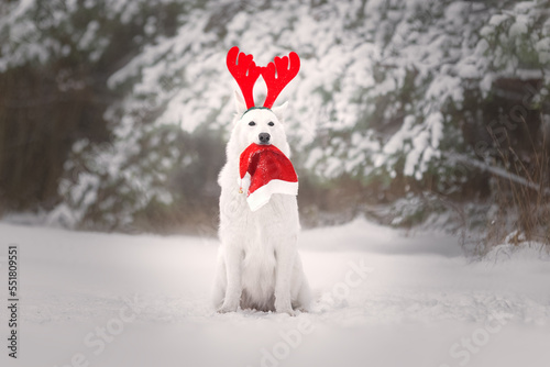 White dog with christmas hat