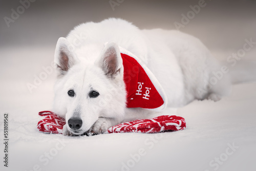 White dog with christmas decoration