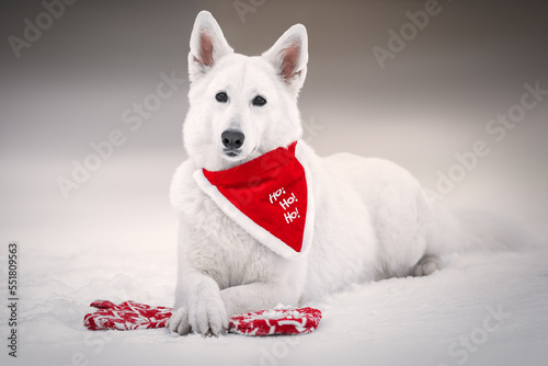 White dog with christmas decoration