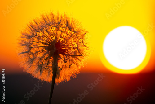 dandelion on the background of the setting sun. Nature and floral botany